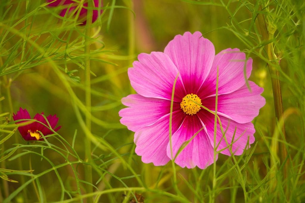 Flor de Cosmos bipinnatus