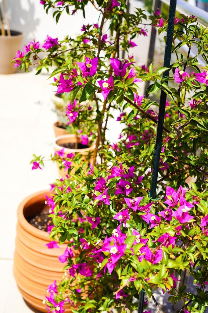 Buganvilla en maceta