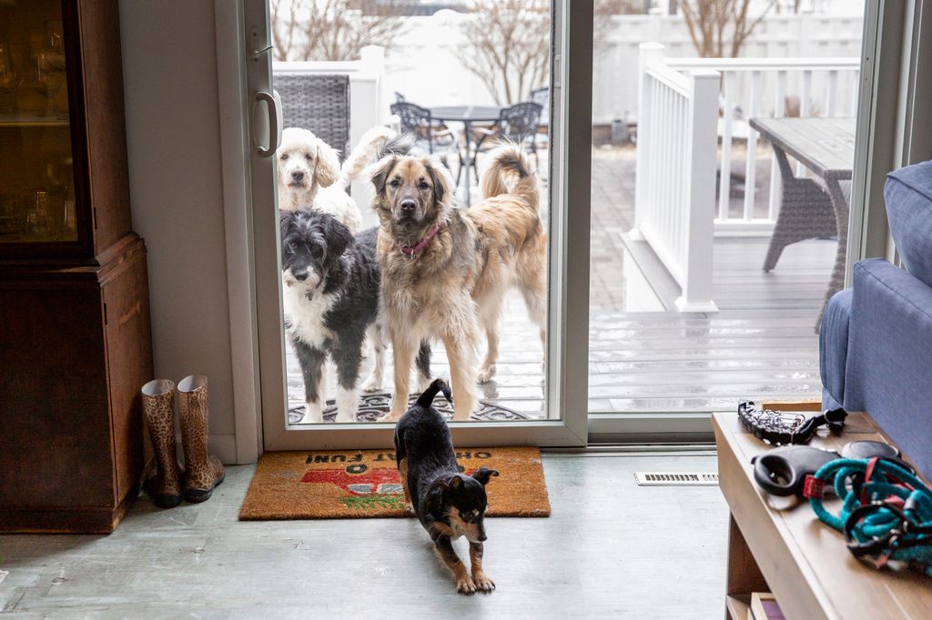 La nueva Ley de Bienestar Animal refuerza la protección de perros y gatos y limita el tiempo que pueden pasar solos o en terrazas


