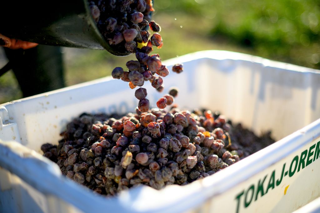 Uva con botrytis cinerea en la vendimia de Tokaj