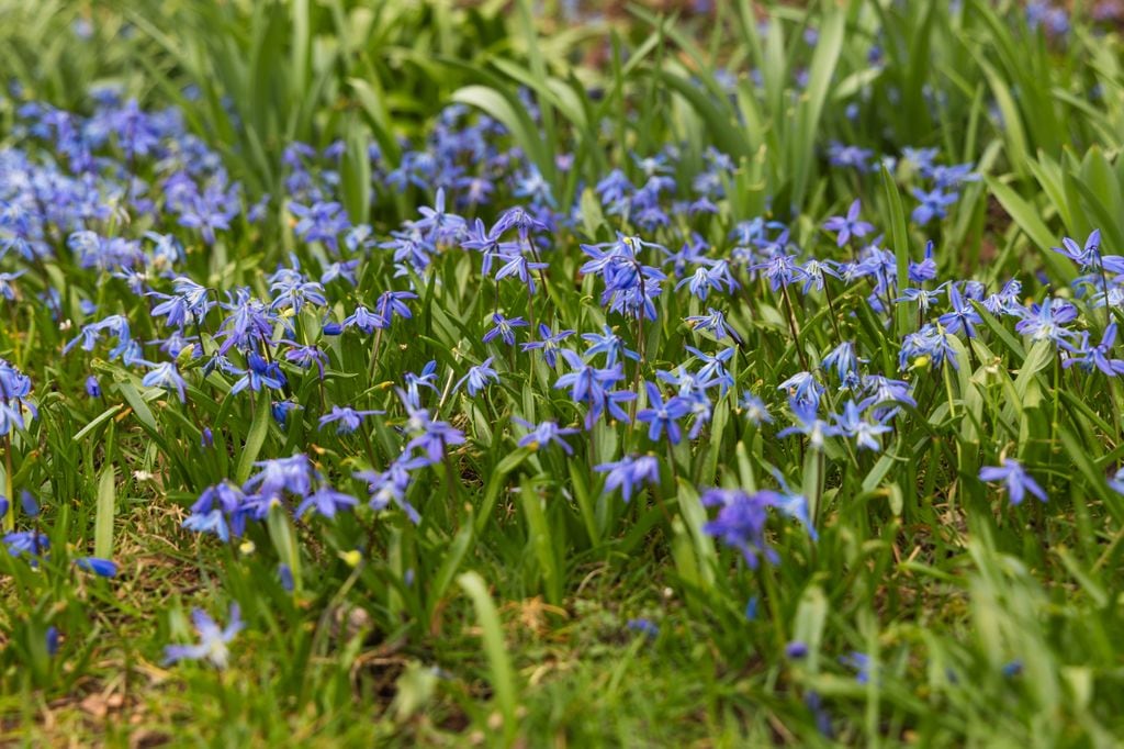 Scilla
