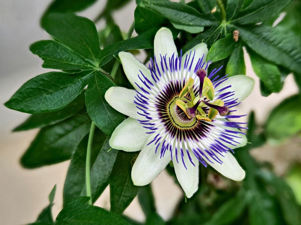 Passiflora