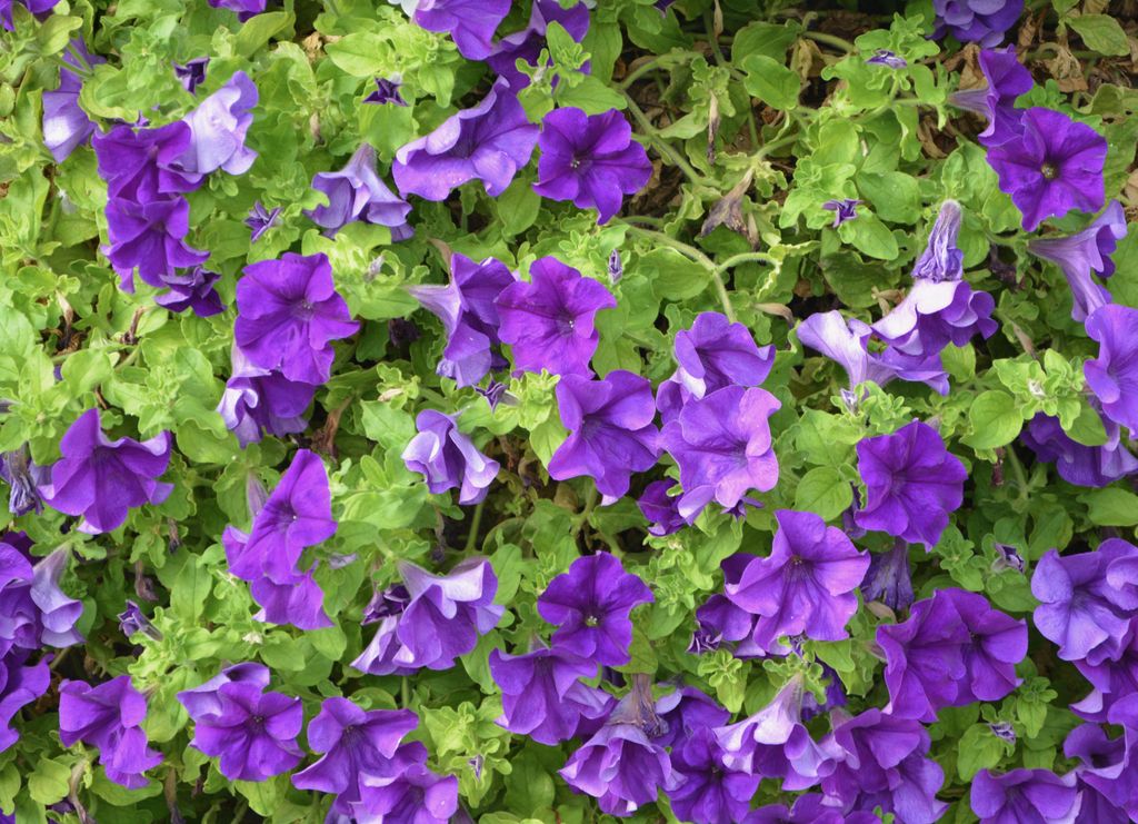 Petunias