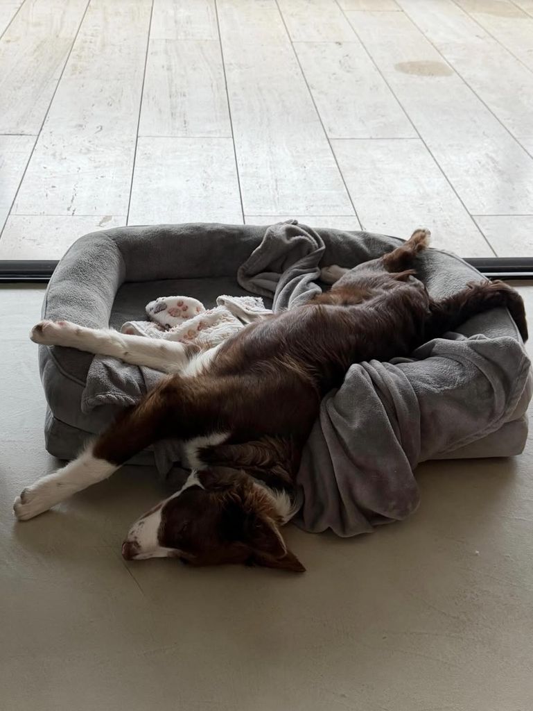 El simpático animal que ambos han adoptado, y al que han dado la bienvenida en su nuevo hogar