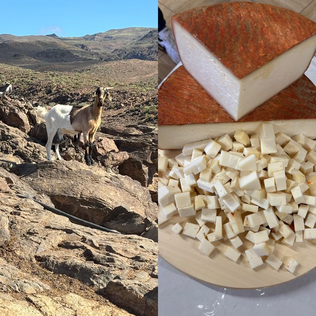 La leche de las cabras que hay en Gran Canaria da lugar a uno de los quesos más valorados dentro y fuera de nuestras fronteras.