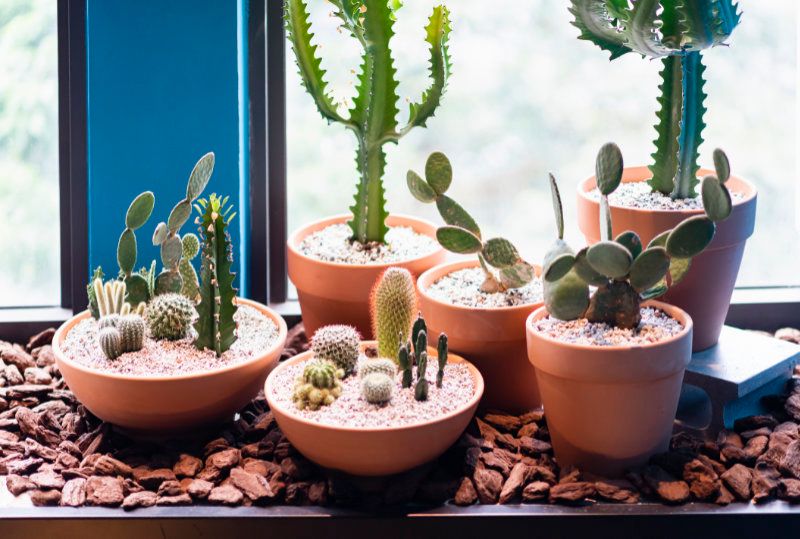 tipos de cactus bebé