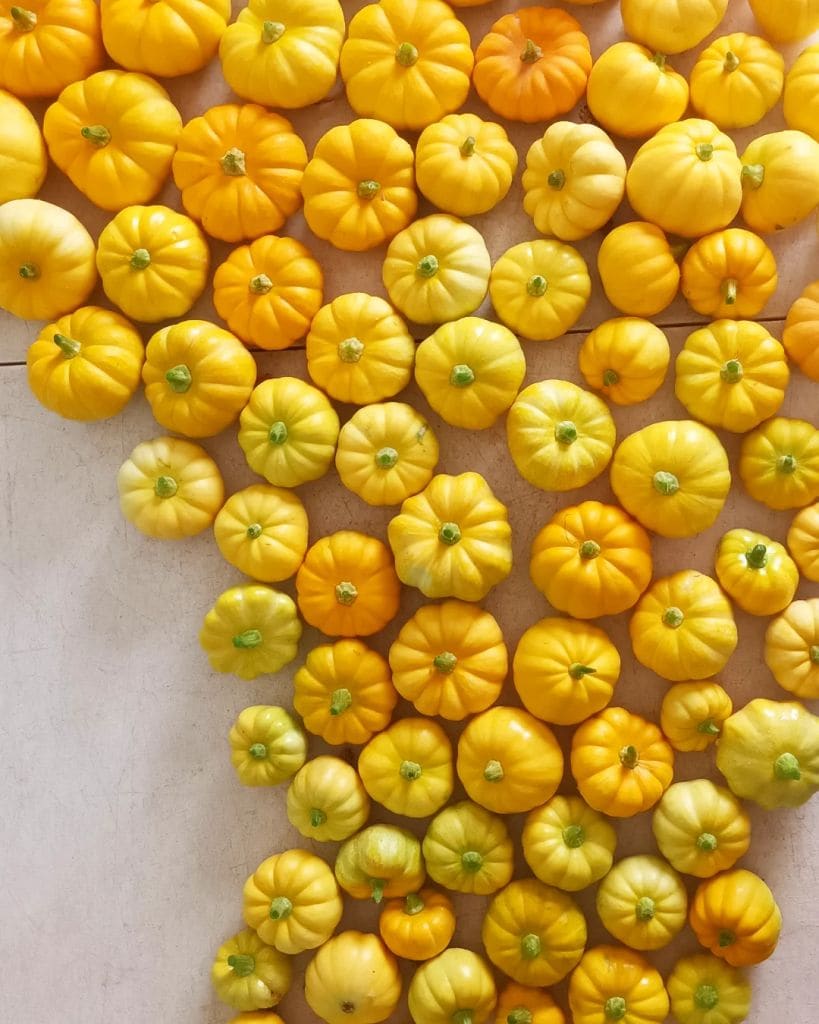 Mini calabazas cultivadas en el navazo de Cultivo Desterrado