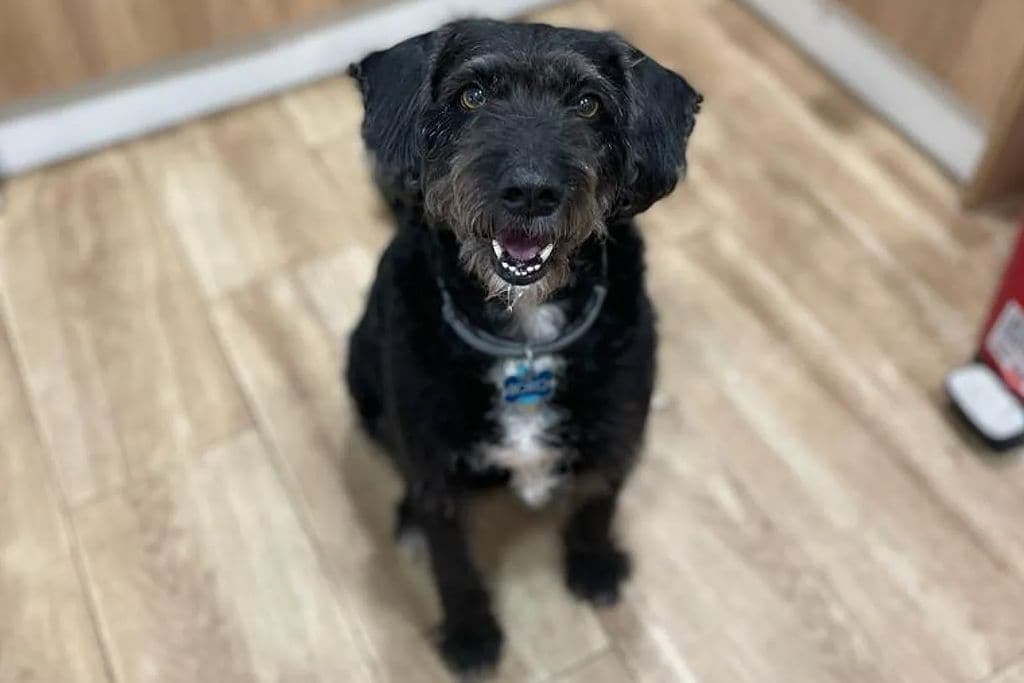 Boro, el perrito de siete años, ya se encuentra en casa