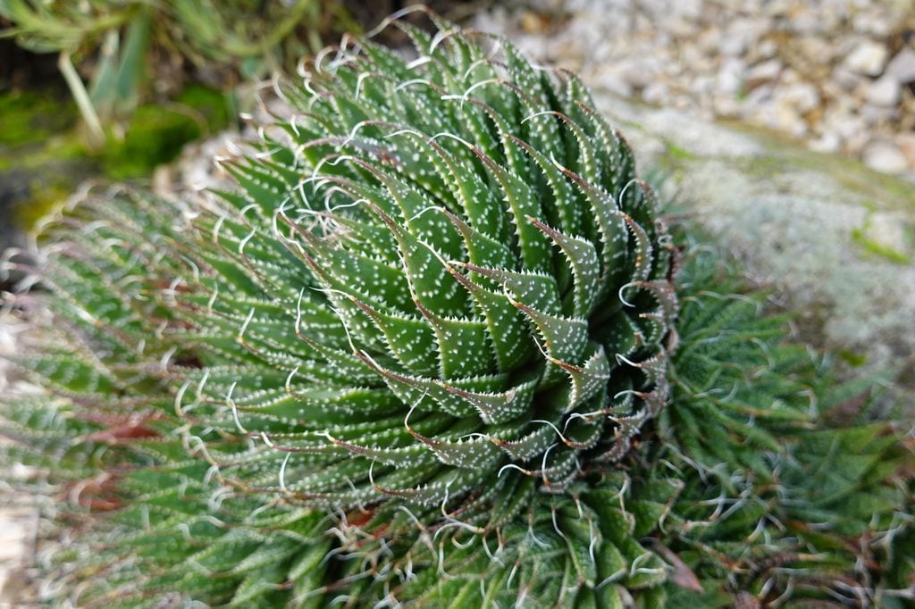 Suculenta Aloe aristata