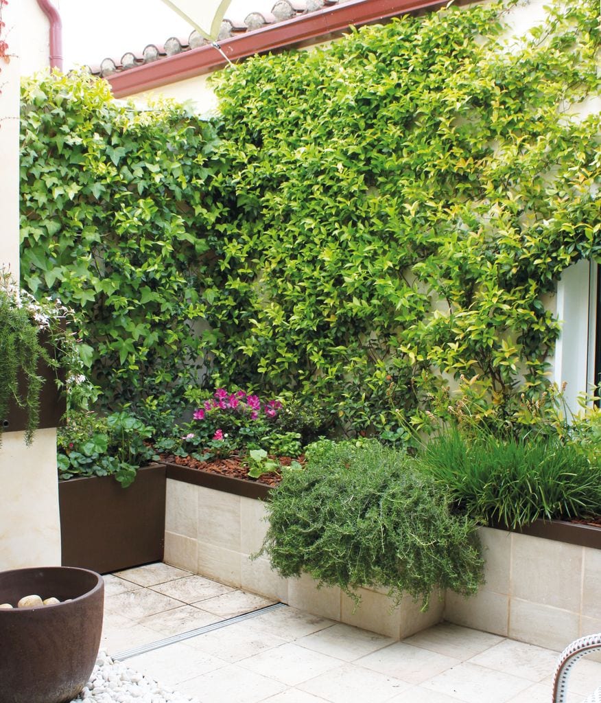 Terraza con una pared cubierta totalmente por plantas enredaderas