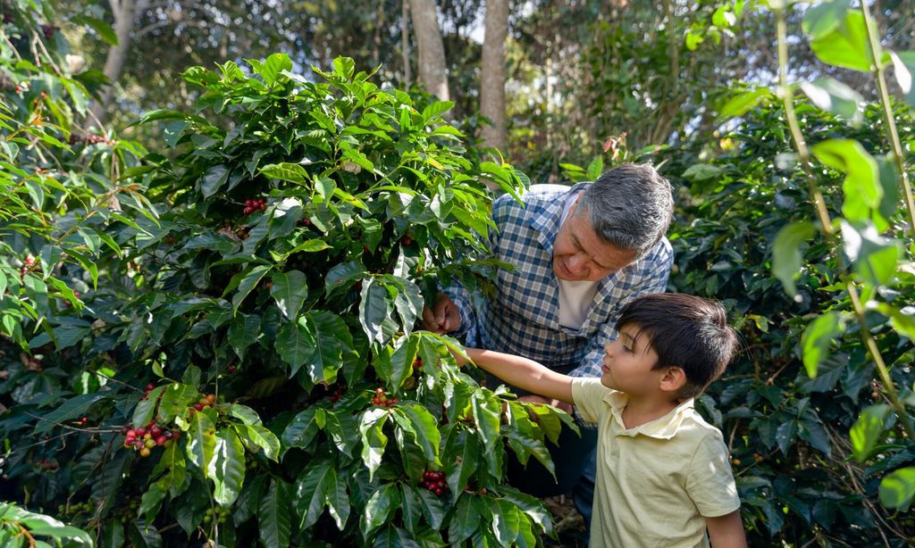 La Ruta Cafetera en Colombia, un imperdible para los amantes de la cafeína