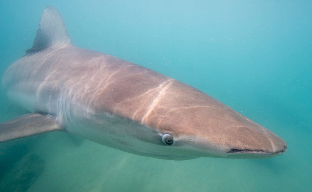 Tiburón oscuro (Carcharhinus obscurus), un depredador situado en la cima de la cadena alimentaria en mares templados y tropicales de todo el mundo, fotografiado en el Mediterráneo frente a la costa de Hadera (Israel)