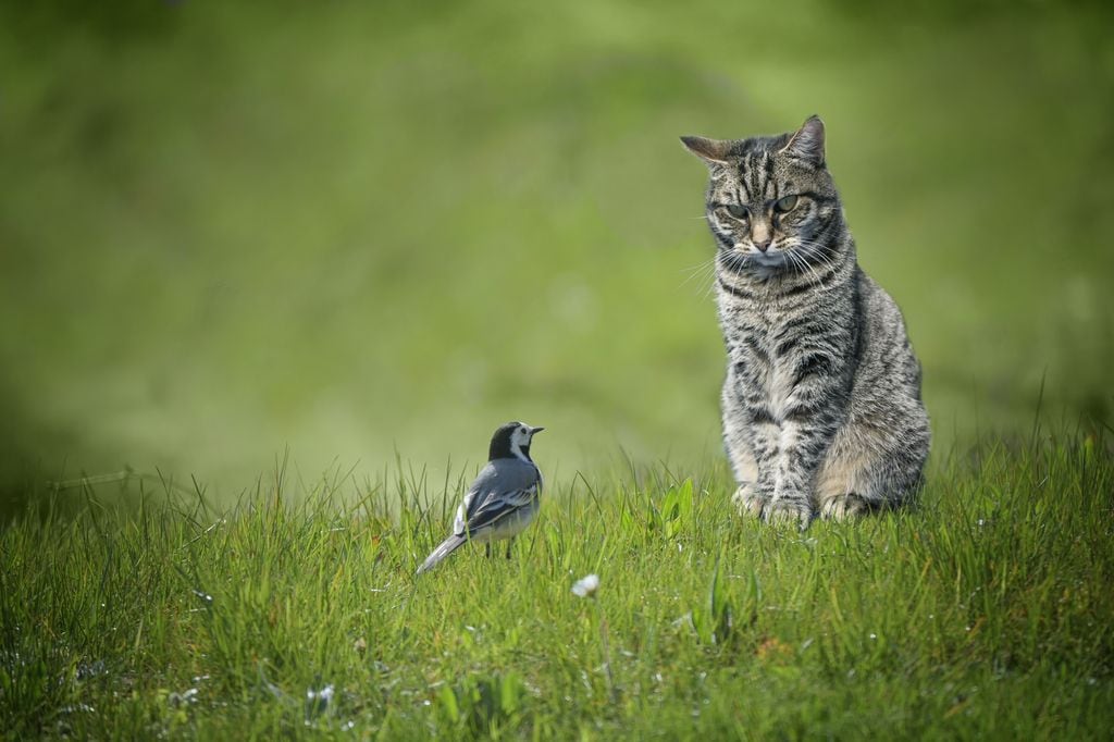 Un mirlo se enfrenta a un gato atigrado en mitad del césped