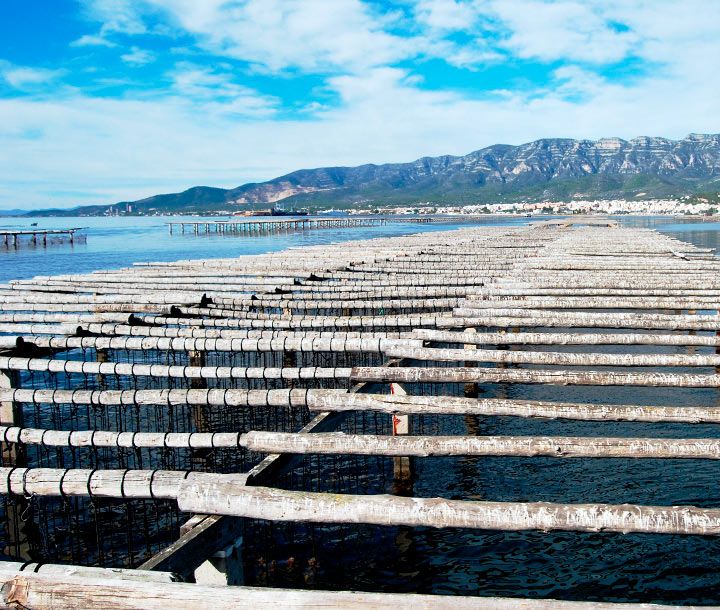 Musclarium, experiencia gastronómica en el Delta del Ebro