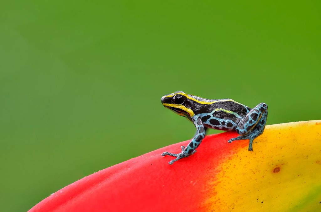 Ranitomeya imitator, una de las ranas dardo más pequeñas y llamativas del planeta, fotografiada en estado salvaje en Perú.