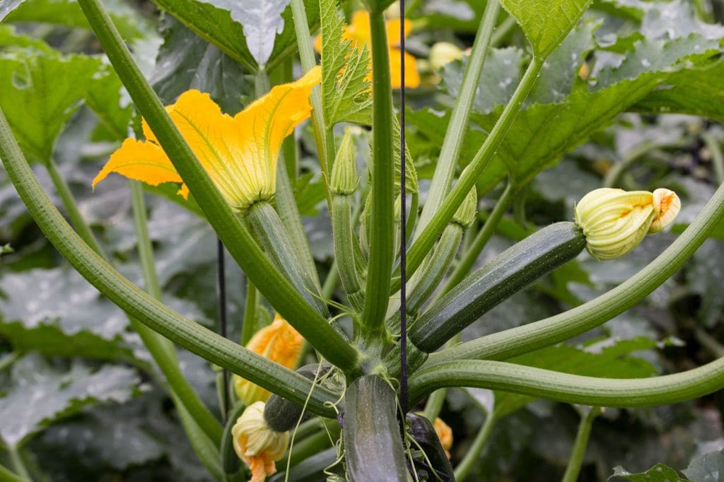 Plantación de calabacines ('Cucurbita pepo')