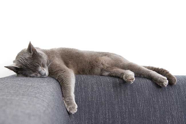 Gato durmiendo