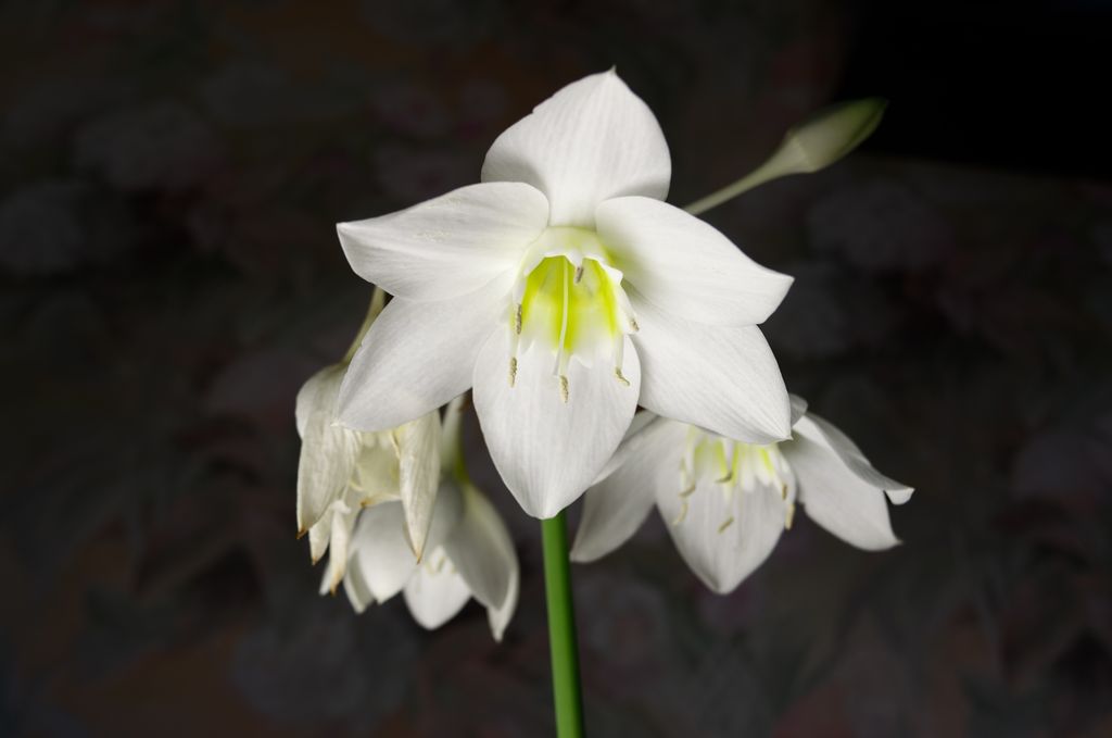 Eucharis amazonica