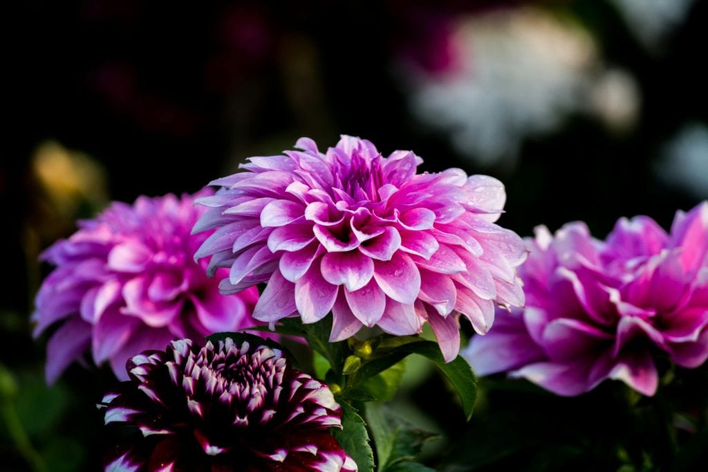 Dalia.