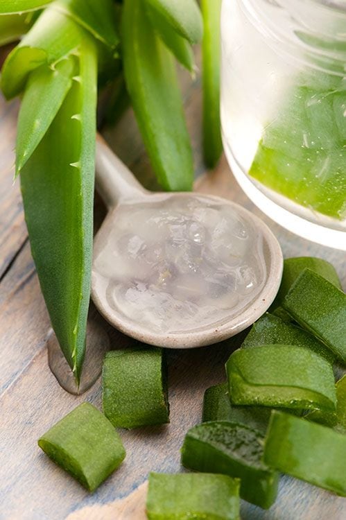 aloe vera
