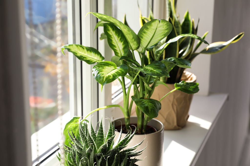 Dieffenbachia.