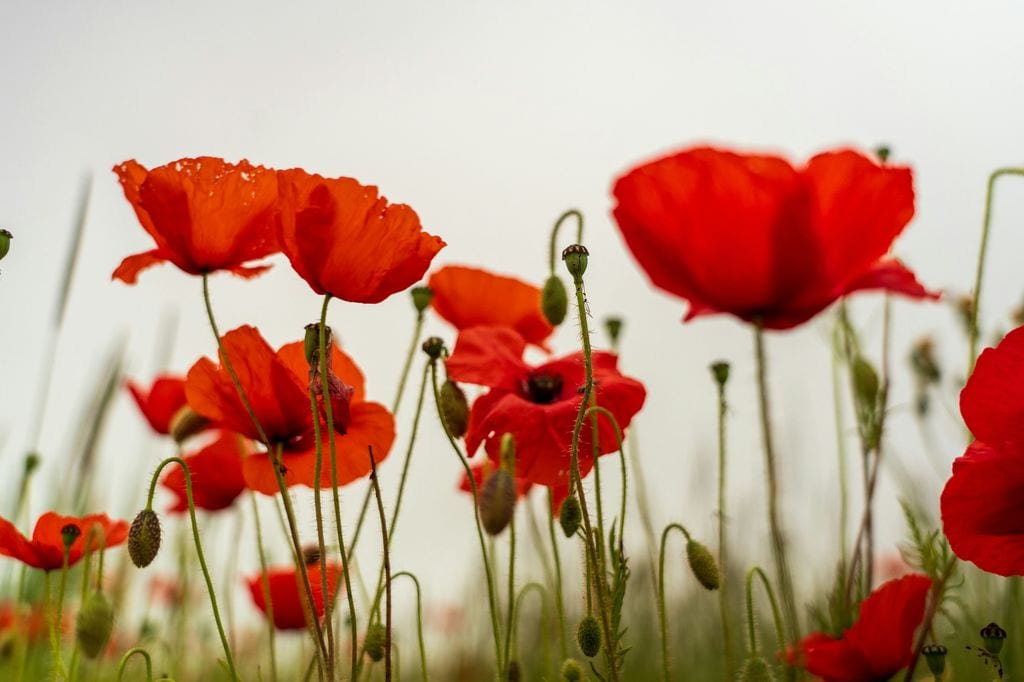 Amapola o Papaver