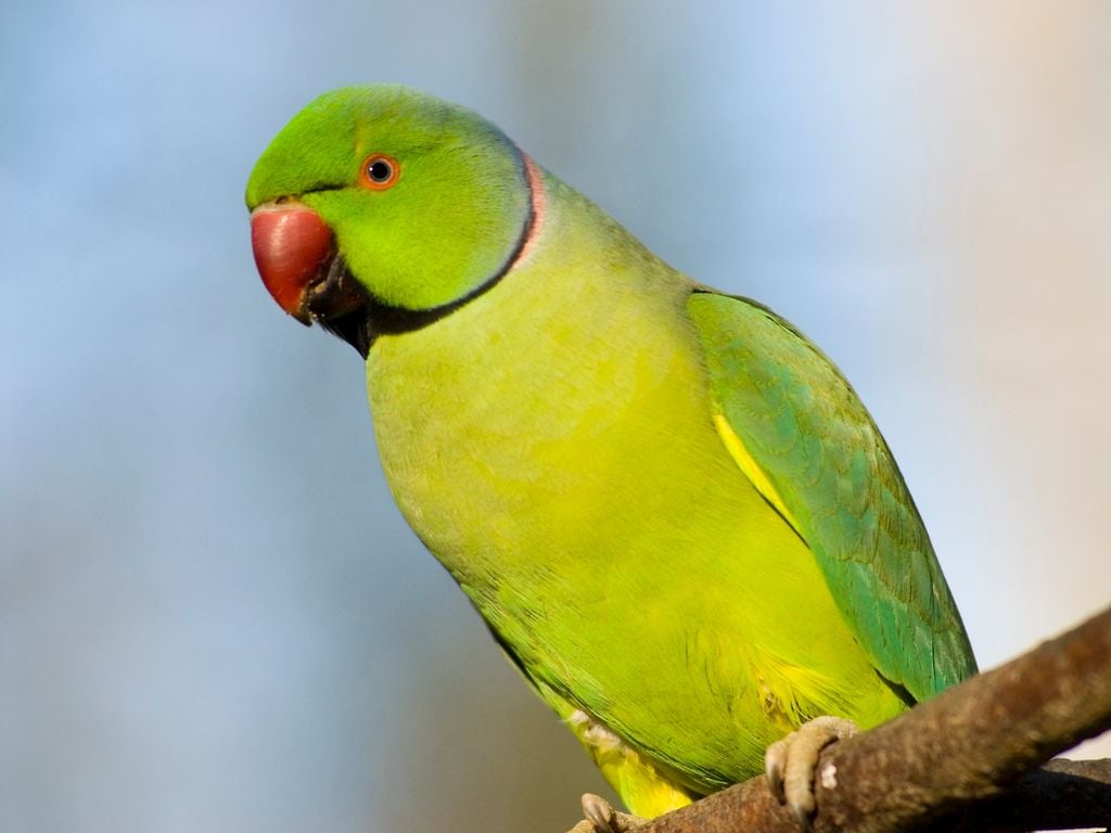 Ejemplar de cotorra de Kramer en un parque urbano. Esta especie, originaria de África y Asia, anida en cavidades de árboles y edificios, desplazando a aves autóctonas que dependen de esos mismos espacios
