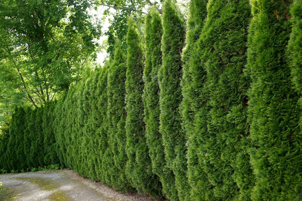 Ciprés planta de exterior. 