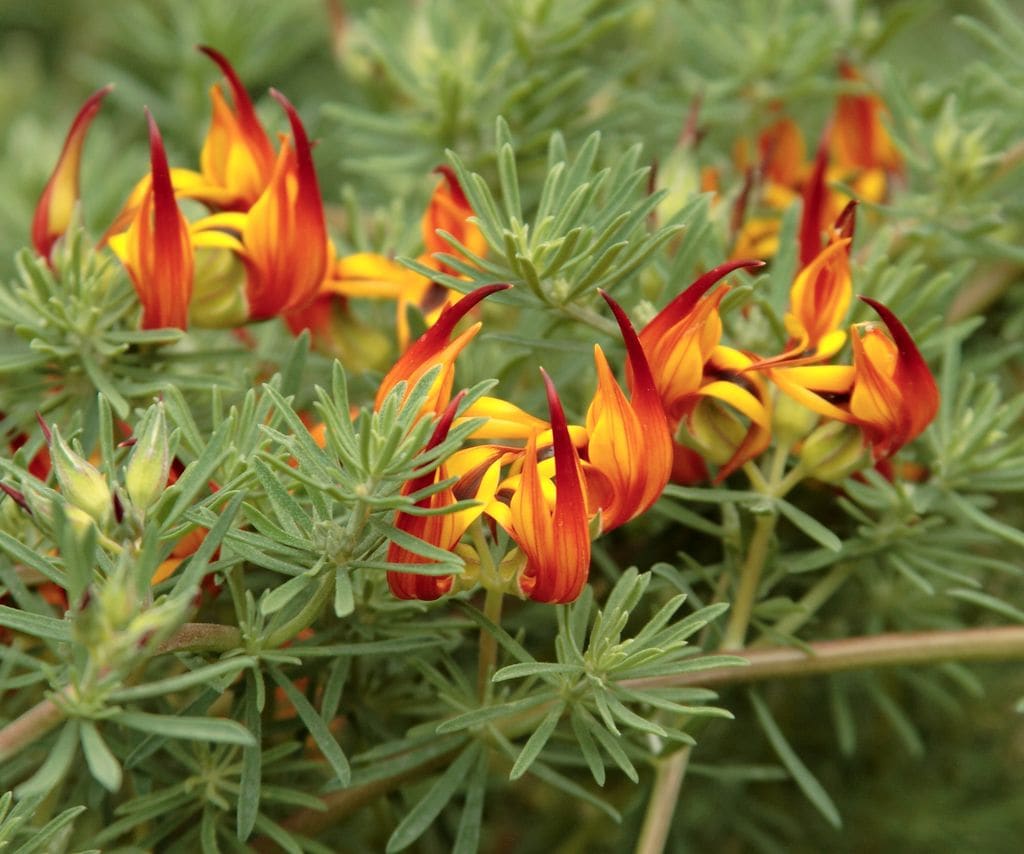 Lotus berthelotii 