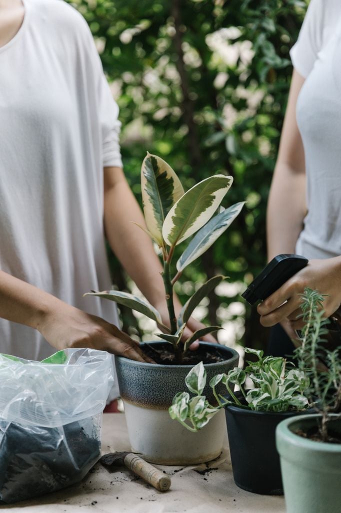 Mujer trasplantando una planta. 