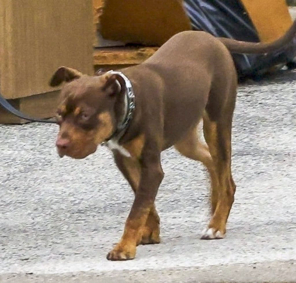 Junie, el perro clonado de Tom Brady