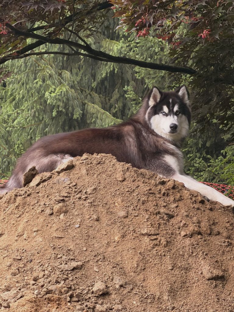 Su mascota, otra de sus fuentes de inspiración