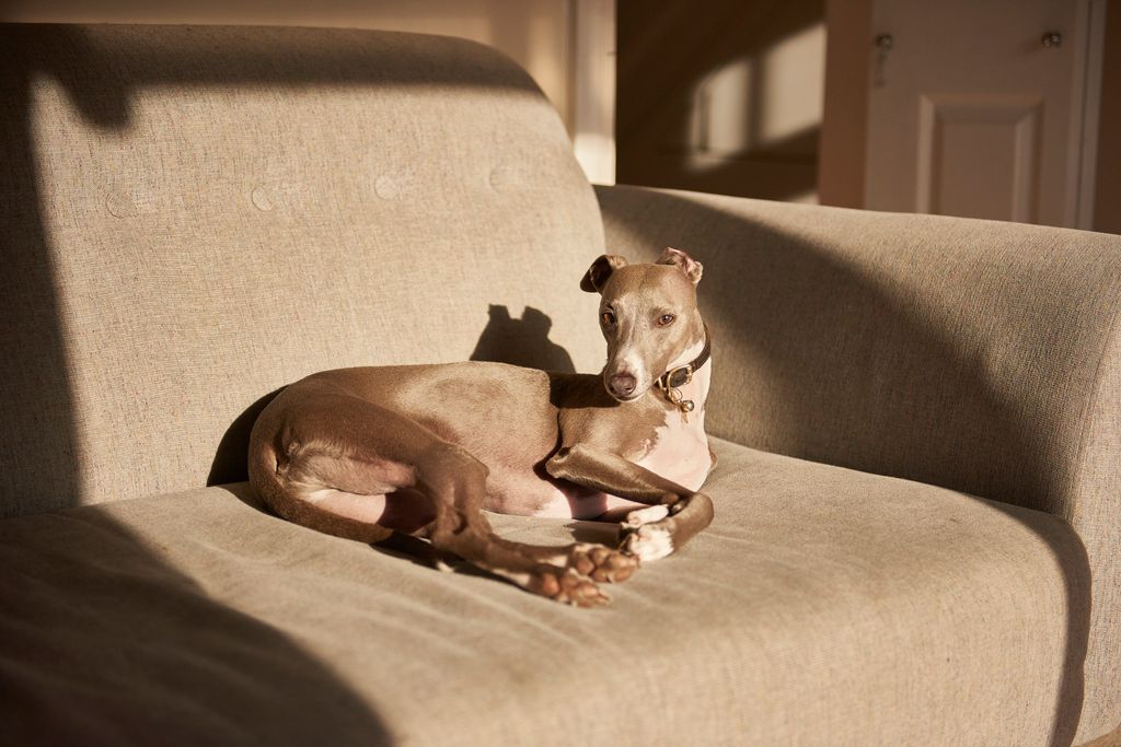 El Whippet es un perro tranquilo y cariñoso que combina momentos de actividad con largas horas de descanso en casa