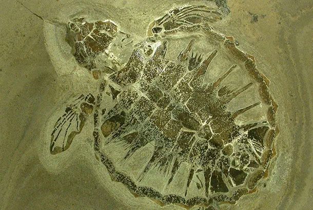 Fósil de tortuga de Limfjord Occidental, Museo de Fósiles y Moler de Mors. Dinamarca