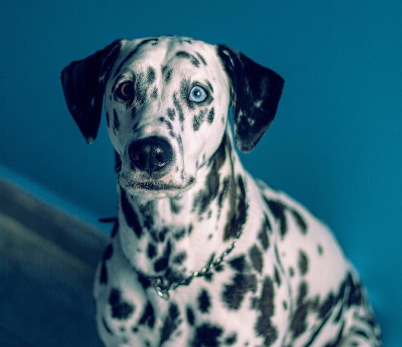 que raza de perros tienen ojos dorados