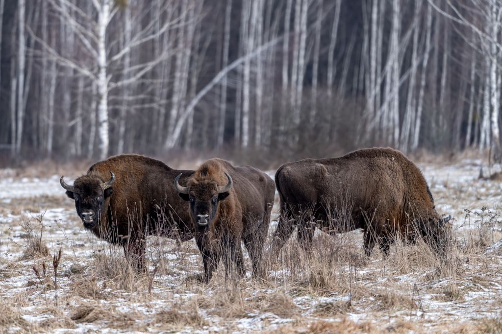Bisonte europeo en el bosque de Białowieża, Polonia