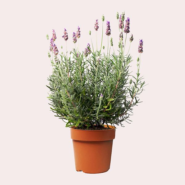 Planta perenne mediterráneo lavanda dentata en maceta de 22 cm