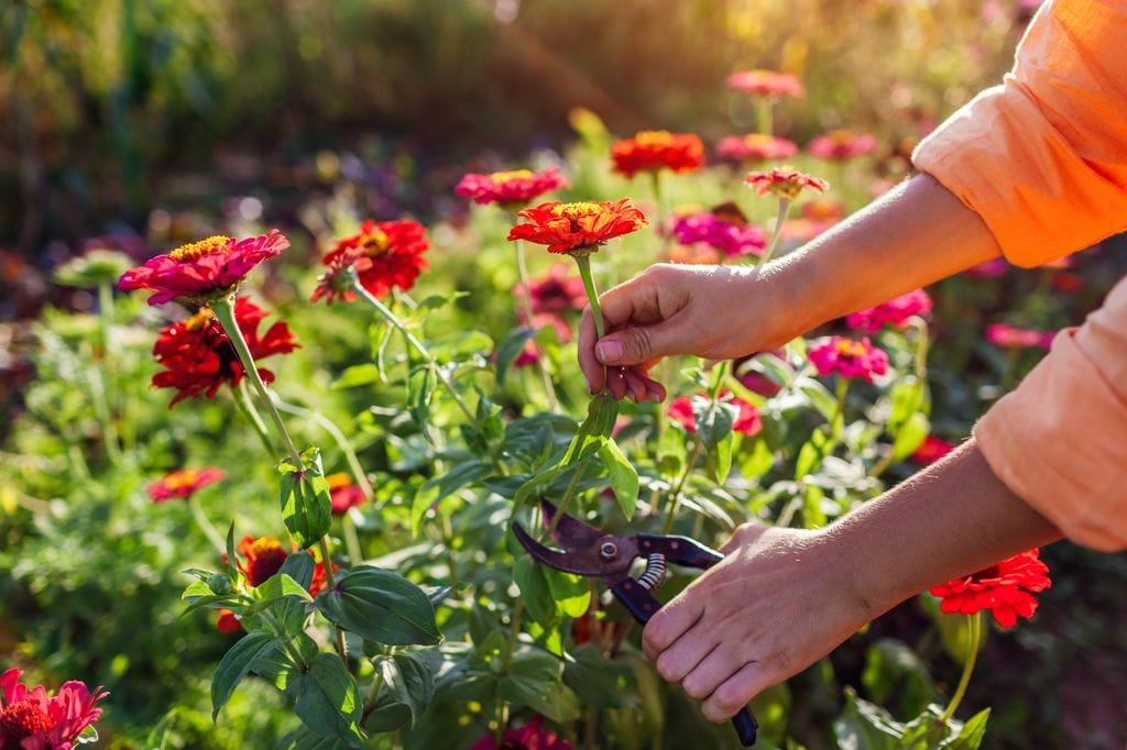 Podar las zinnias