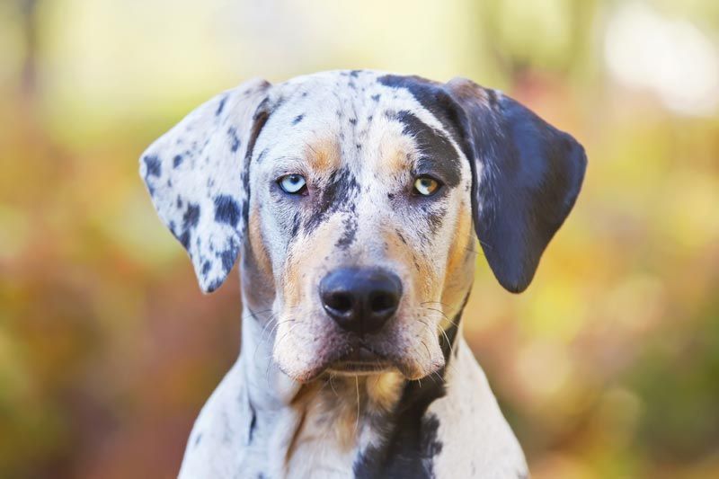 que raza de perros tienen ojos dorados