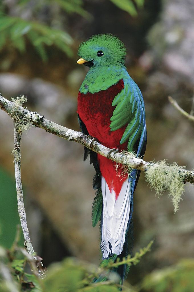 Quetzal, Costa Rica