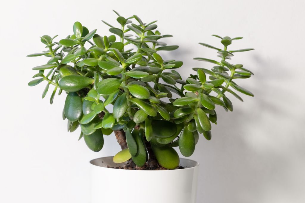 Planta de jade o Crassula ovata. 