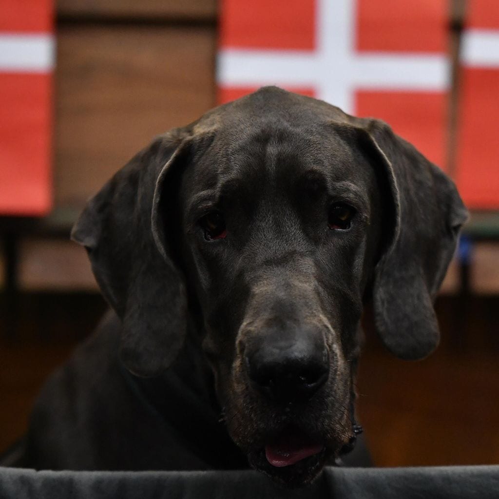 crufts 2020 day three