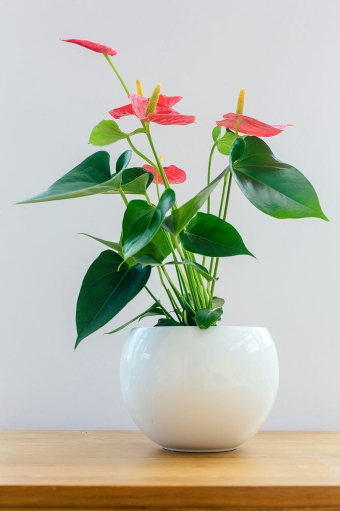 El anturio (‘Anthurium’), una elegante y exótica flor de interior