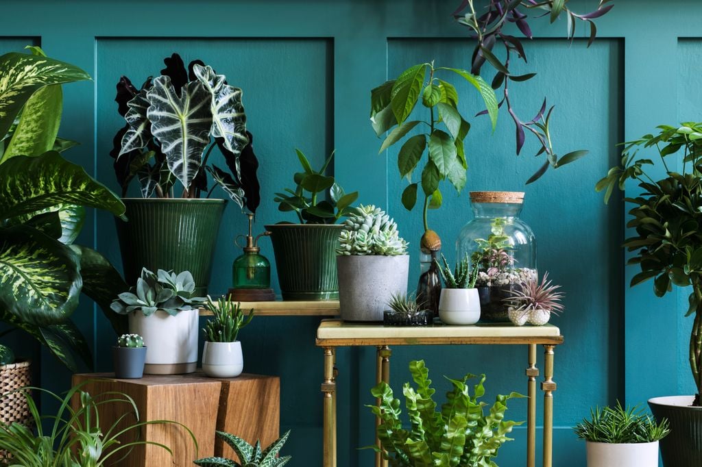 Plantas reunidas