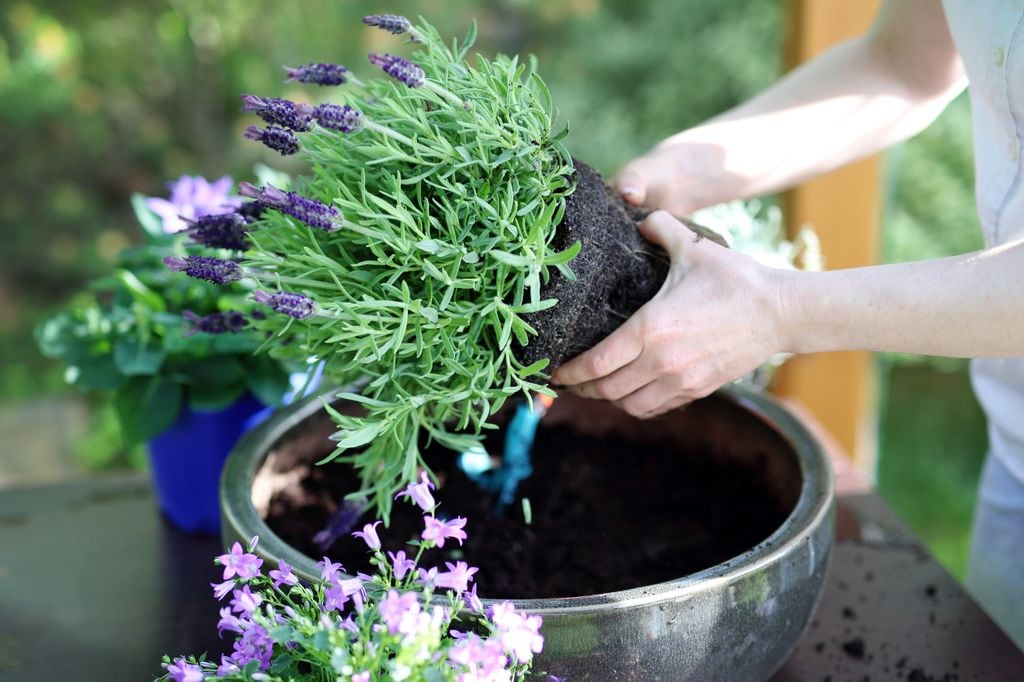 Mujer trasplantando lavanda en maceta