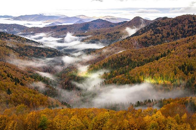 Selva de Irati
