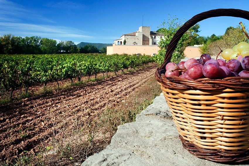Manresa-Vinyes-a-Oller-del-Mas-Bages