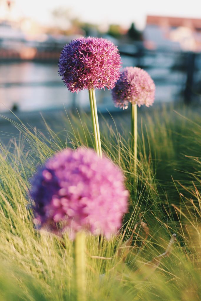 Allium ornamental. 