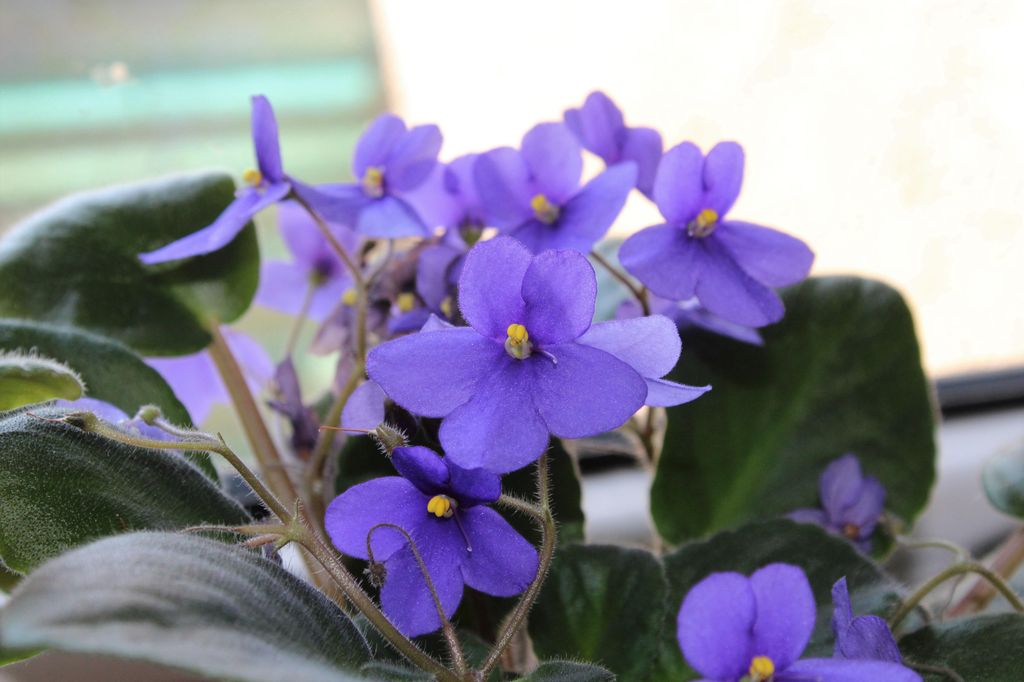 Violeta africana