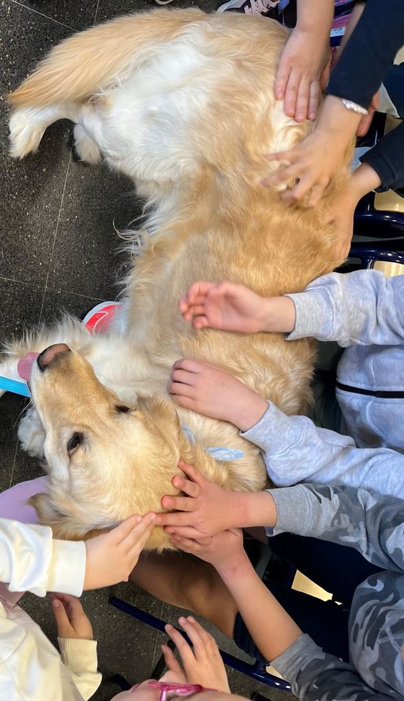 Un perro de terapia interactúa con los más pequeños, ayudándoles a recuperar bienestar y seguridad tras situaciones difíciles